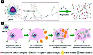 Graphical abstract: Design of smart targeted and responsive drug delivery systems with enhanced antibacterial properties