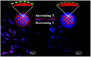 Graphical abstract: Surface state-controlled C-dot/C-dot based dual-emission fluorescent nanothermometers for intra-cellular thermometry