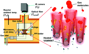 Graphical abstract: Fast mass transport-assisted convective heat transfer through a multi-walled carbon nanotube array