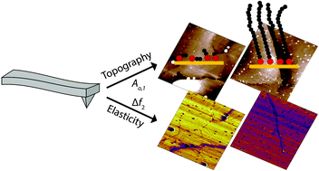 Graphical abstract: Bimodal atomic force microscopy for the characterization of thiolated self-assembled monolayers