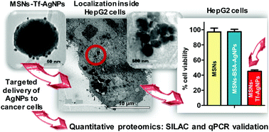 Graphical abstract: Cancer cell targeting and therapeutic delivery of silver nanoparticles by mesoporous silica nanocarriers: insights into the action mechanisms using quantitative proteomics