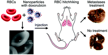 Graphical abstract: Nanoparticle-based drug delivery via RBC-hitchhiking for the inhibition of lung metastases growth