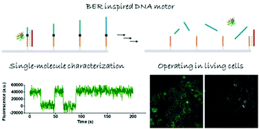 Graphical abstract: Base excision repair-inspired DNA motor powered by intracellular apurinic/apyrimidinic endonuclease