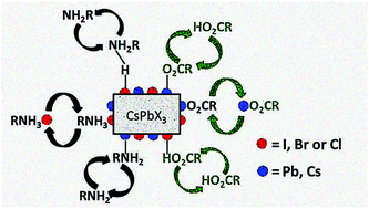 Graphical abstract: Exploring the surface chemistry of cesium lead halide perovskite nanocrystals