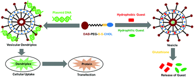 Graphical abstract: Redox-sensitive, cholesterol-bearing PEGylated poly(propylene imine)-based dendrimersomes for drug and gene delivery to cancer cells