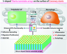 Graphical abstract: Favorable manipulation of macrophage/endothelial cell functionality and their cross-talk on silicon-doped titania nanotube arrays