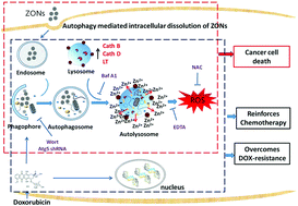 Graphical abstract: Enhancing tumor chemotherapy and overcoming drug resistance through autophagy-mediated intracellular dissolution of zinc oxide nanoparticles