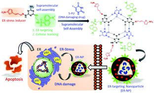 Graphical abstract: Supramolecular self-assembly of triazine-based small molecules: targeting the endoplasmic reticulum in cancer cells