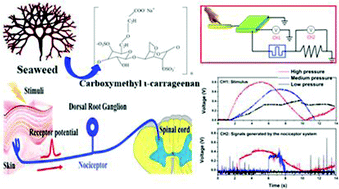 Graphical abstract: Flexible artificial nociceptor using a biopolymer-based forming-free memristor