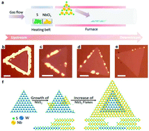 Graphical abstract: Location-selective growth of two-dimensional metallic/semiconducting transition metal dichalcogenide heterostructures