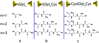 Graphical abstract: Thermoelectric properties of oligoglycine molecular wires