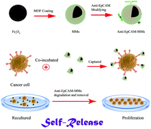 Graphical abstract: Capture and “self-release” of circulating tumor cells using metal–organic framework materials