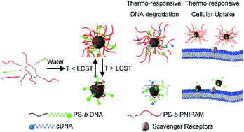 Graphical abstract: A dynamic DNA nanostructure with switchable and size-selective molecular recognition properties