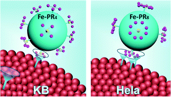 Graphical abstract: Multivalent nanoparticles for personalized theranostics based on tumor receptor distribution behavior