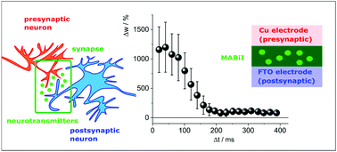 Graphical abstract: Synaptic plasticity, metaplasticity and memory effects in hybrid organic–inorganic bismuth-based materials