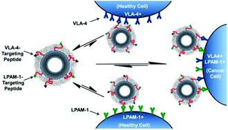 Graphical abstract: Dual-receptor targeted strategy in nanoparticle design achieves tumor cell selectivity through cooperativity