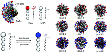 Graphical abstract: pH-Dependent aggregation and pH-independent cell membrane adhesion of monolayer-protected mixed charged gold nanoparticles