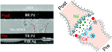 Graphical abstract: Phase-change nanoclusters embedded in a memristor for simulating synaptic learning