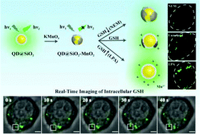 Graphical abstract: Highly sensitive glutathione assay and intracellular imaging with functionalized semiconductor quantum dots