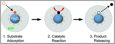 Graphical abstract: Molecularly imprinted nanozymes with faster catalytic activity and better specificity