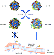 Graphical abstract: The role of surface chemistry in serum protein corona-mediated cellular delivery and gene silencing with lipid nanoparticles