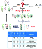 Graphical abstract: Resettable and enzyme-free molecular logic devices for the intelligent amplification detection of multiple miRNAs via catalyzed hairpin assembly