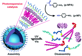 Graphical abstract: A remote optically controlled hydrolase model based on supramolecular assembly and disassembly of its enzyme-like active site