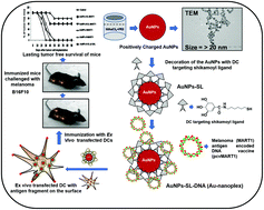 Graphical abstract: Shikimoyl-ligand decorated gold nanoparticles for use in ex vivo engineered dendritic cell based DNA vaccination