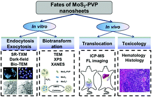 Graphical abstract: Translocation, biotransformation-related degradation, and toxicity assessment of polyvinylpyrrolidone-modified 2H-phase nano-MoS2