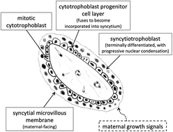 Graphical abstract: IGF signalling and endocytosis in the human villous placenta in early pregnancy as revealed by comparing quantum dot conjugates with a soluble ligand