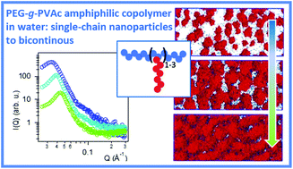 Graphical abstract: Associative properties of poly(ethylene glycol)–poly(vinyl acetate) comb-like graft copolymers in water