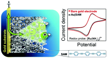 Graphical abstract: Electrically transmissive alkyne-anchored monolayers on gold