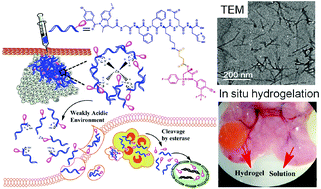 Graphical abstract: In situ hydrogelation of bicalutamide-peptide conjugates at prostate tissue for smart drug release based on pH and enzymatic activity