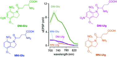 Graphical abstract: High efficiency two-photon uncaging coupled by the correction of spontaneous hydrolysis