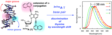 Graphical abstract: A fluorescent 3,7-bis-(naphthalen-1-ylethynylated)-2′-deoxyadenosine analogue reports thymidine in complementary DNA by a large emission Stokes shift