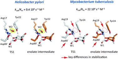 Graphical abstract: QM/MM simulations identify the determinants of catalytic activity differences between type II dehydroquinase enzymes