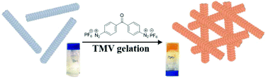 Graphical abstract: A highly efficient dual-diazonium reagent for protein crosslinking and construction of a virus-based gel