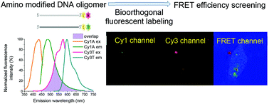 Graphical abstract: A rapid and concise setup for the fast screening of FRET pairs using bioorthogonalized fluorescent dyes