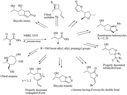 Graphical abstract: A distinctive transformation based diversity oriented synthesis of small ring carbocycles and heterocycles from biocatalytically derived enantiopure α-substituted-β-hydroxyesters