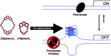 Graphical abstract: Phenanthroline polyazamacrocycles as G-quadruplex DNA binders