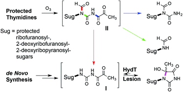 Graphical abstract: First characterisation of two important postulated intermediates in the formation of a HydT DNA lesion, a thymidine oxidation product