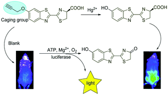 Graphical abstract: Visualization of mercury(ii) accumulation in vivo using bioluminescence imaging with a highly selective probe
