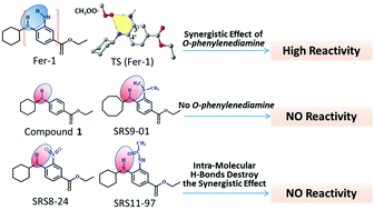 Graphical abstract: O-Phenylenediamine: a privileged pharmacophore of ferrostatins for radical-trapping reactivity in blocking ferroptosis