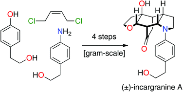Graphical abstract: Total synthesis of incargranine A