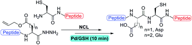 Graphical abstract: Palladium mediated deallylation in fully aqueous conditions for native chemical ligation at aspartic and glutamic acid sites