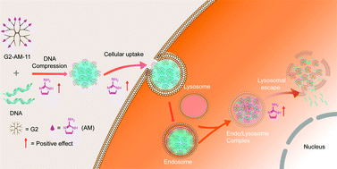 Graphical abstract: 2-Aminoimidazole facilitates efficient gene delivery in a low molecular weight poly(amidoamine) dendrimer