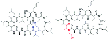 Graphical abstract: Synthesis and biochemical evaluation of two novel N-hydroxyalkylated cyclosporin A analogs