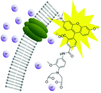 Graphical abstract: Rhodol-based thallium sensors for cellular imaging of potassium channel activity