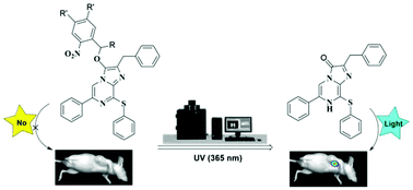 Graphical abstract: Novel photoactivatable substrates for Renilla luciferase imaging in vitro and in vivo