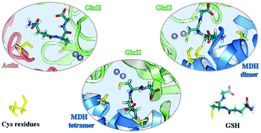 Graphical abstract: Protein–protein interactions of human glyoxalase II: findings of a reliable docking protocol